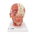 3B Scientific Head Musculature additionally - w/ 3B Smart Anatomy 1001240